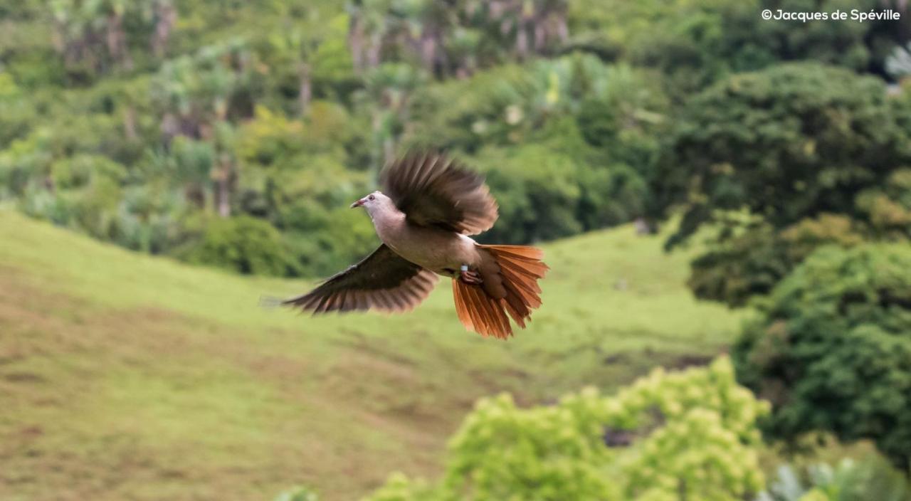 Ferney Nature Lodge Mahebourg Bagian luar foto